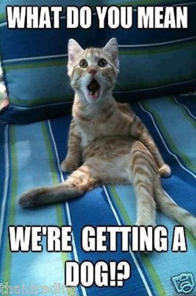 76 Hilarious Memes Guaranteed To Make You Laugh