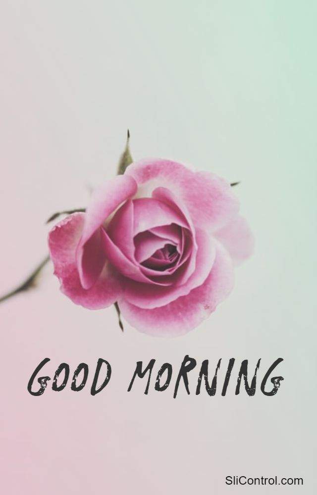 best good morning flowers quotes