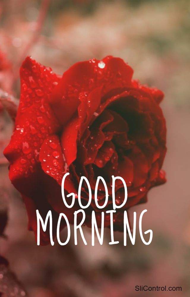 best good morning flowers rose