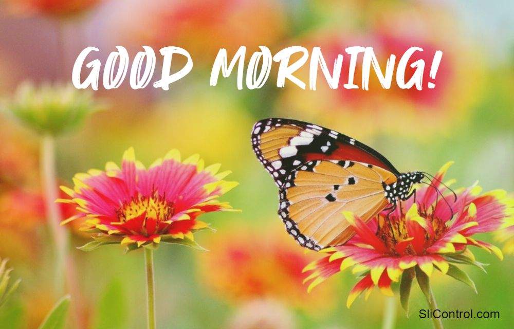 best good morning flowers images