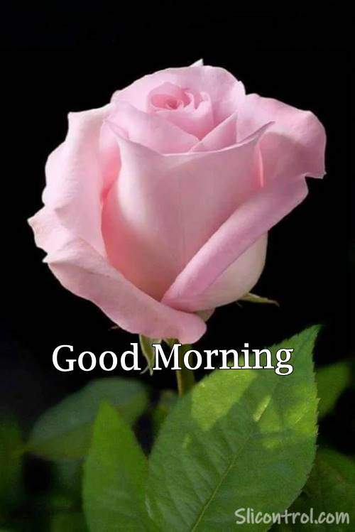 Good Morning Wishes With Rose 14