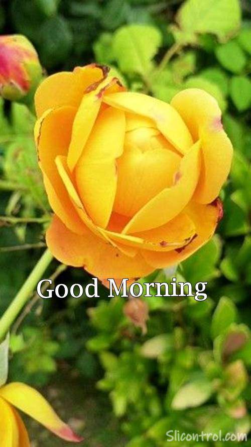 Good Morning Wishes With Rose 17