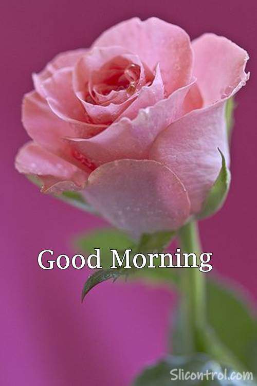 pictures of good morning roses