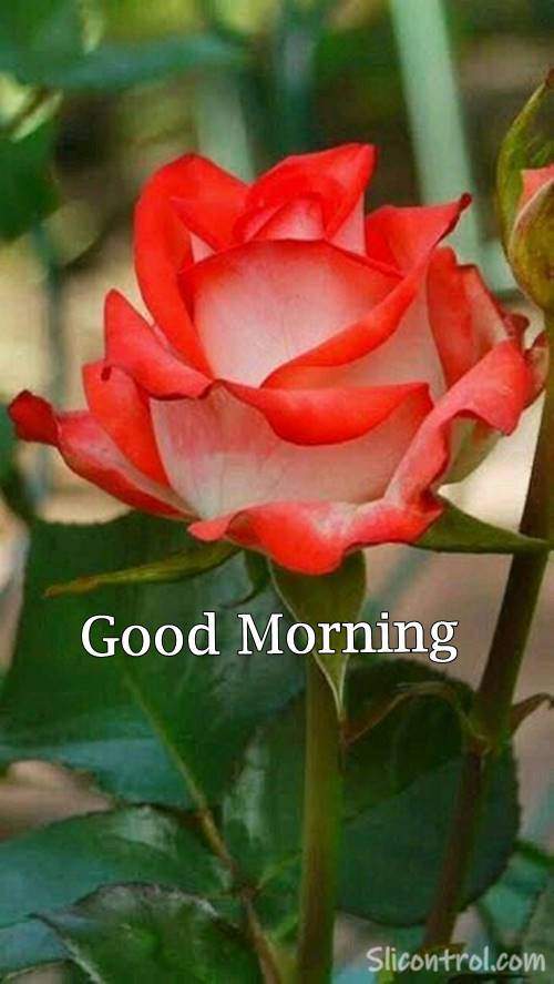 good morning message with flowers