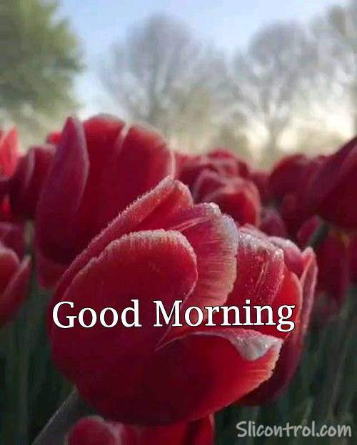 image for good morning wishes