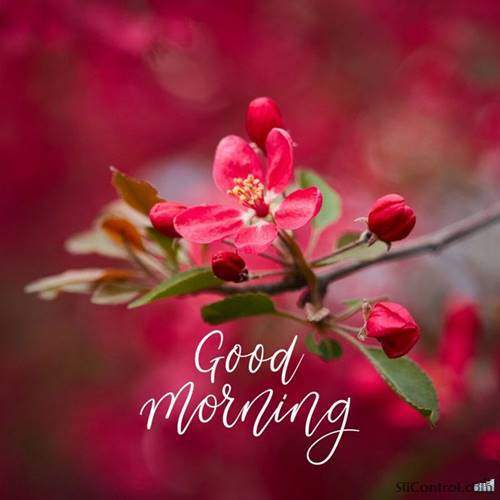 good morning flowers images and pictures