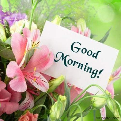 good morning flowers images for whatsapp