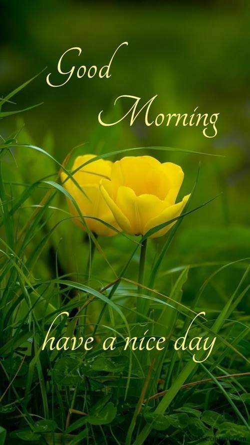 good morning flowers photo