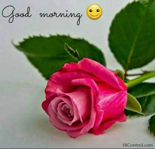 good morning flowers wishes