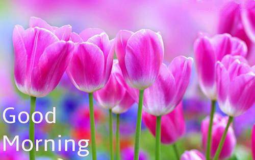 lovely good morning wishes with flowers good morning flower image