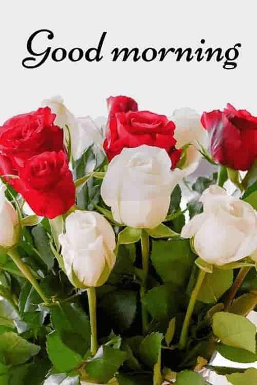 lovely good morning wishes with flowers wishes to lover