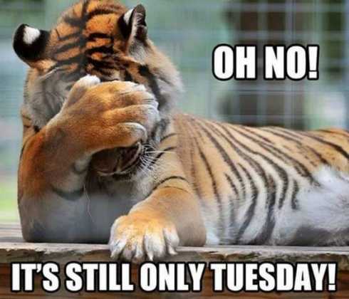 145 Funny Tuesday Memes With Images - SliControl.Com - Download free