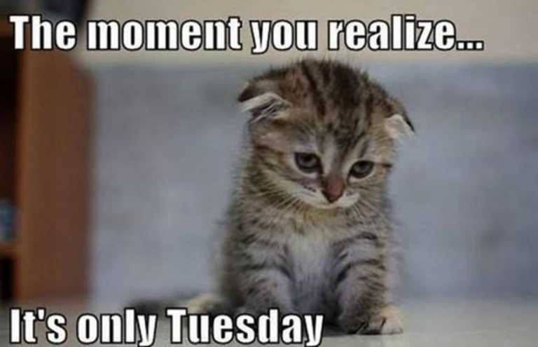 145 Funny Tuesday Memes With Images - SliControl.Com - Download free ...