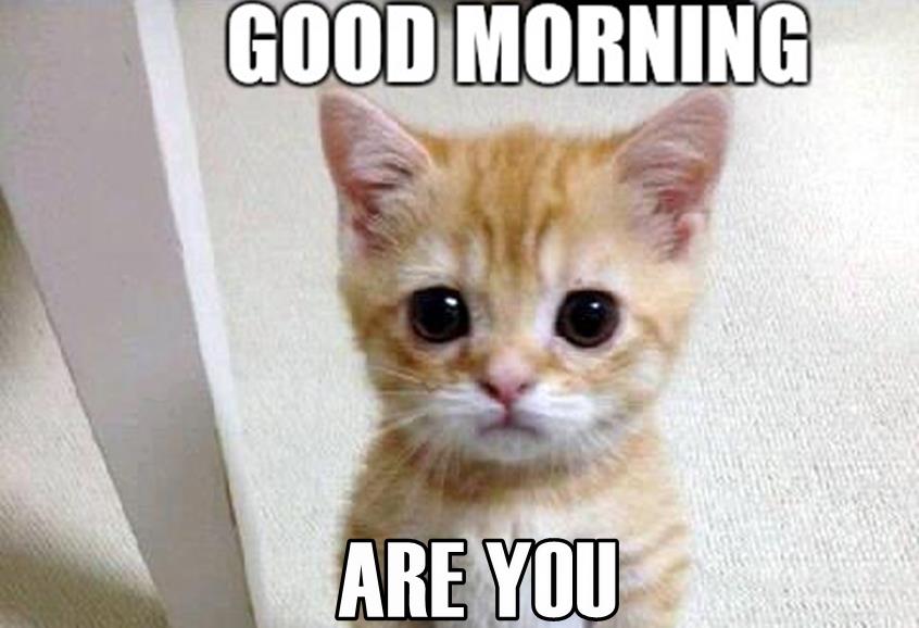 good morning memes and images