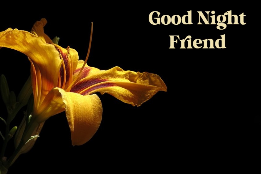 Good Night Texts For Friends Pictures And Quotes