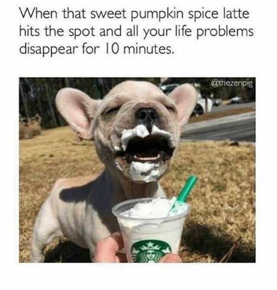 funny pumpkin spice Pumpkin Spice Memes Images Quotes and Puns to Spice up Your Fall Sayings and Puns