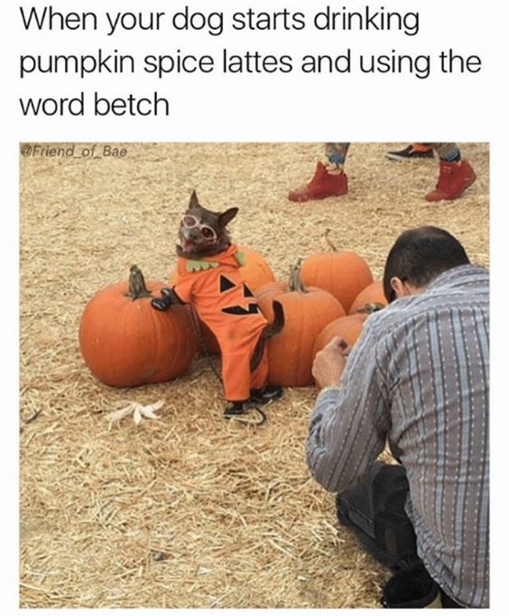 pumpkin spice basic meme Pumpkin Spice Memes Images Quotes and Puns to Spice up Your Fall Sayings and Puns