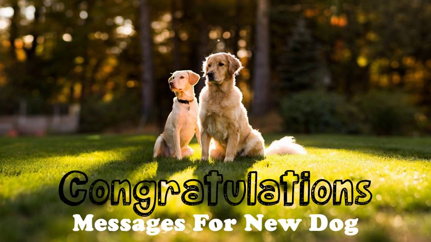 147 Congratulations Messages For New Puppy – Wishes, Messages And Quotes for New Fur Baby