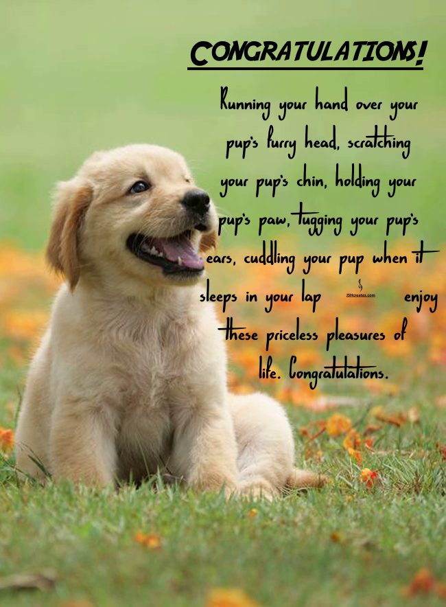 congratulations on your new dog congratulations on your new dog
