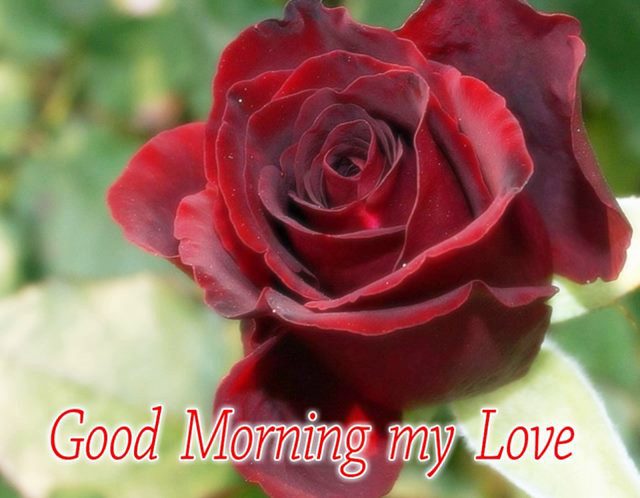 good morning my love for him | good morning gorgeous lady, good morning angel quotes, good morning message to your love