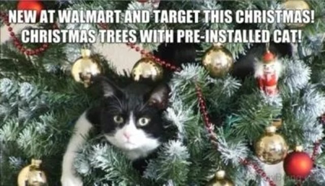Meme Merry Christmas Funny Merry Christmas Memes With Hilarious Xmas Merry Christmas Images