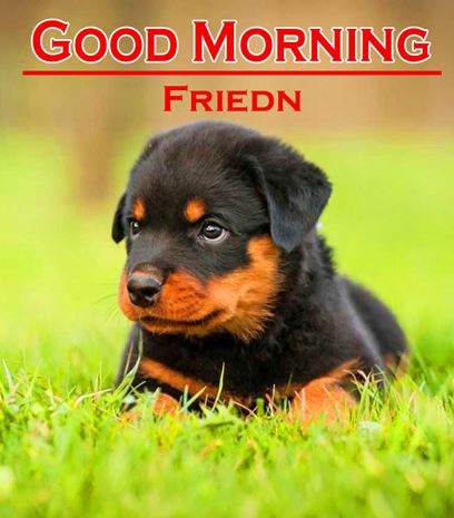 Good Morning Images Photo Pic HD Download With puppy cute puppies good night images