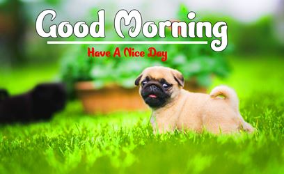 Good Morning Images Photo Pic HD Download With puppy good morning dog picture