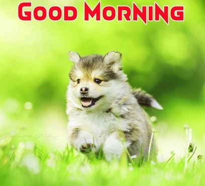 Good Morning Images Photo Pic HD Download With puppy good morning puppy images