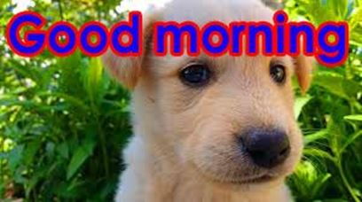 Good Morning Images Photo Pic HD Download With puppy puppy good morning images