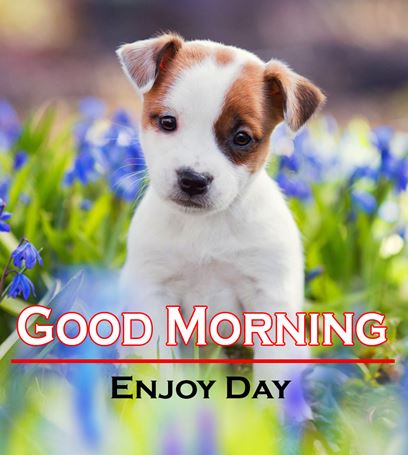 Good Morning Images Photo Pic HD Download With puppy wes112