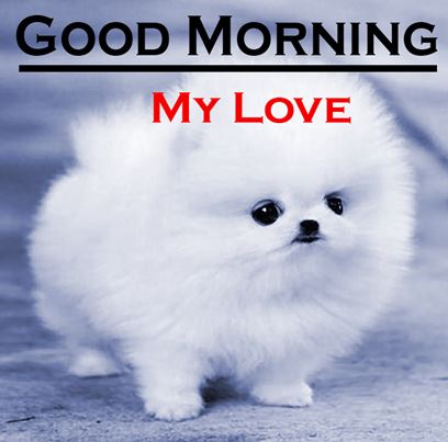 Good Morning Images Photo Pic HD Download With puppy wes113