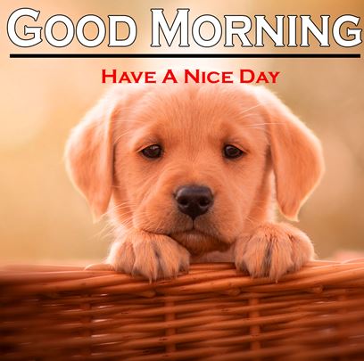 Good Morning Images Photo Pic HD Download With puppy wes114