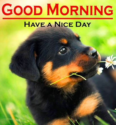 Good Morning Images Photo Pic HD Download With puppy wes115