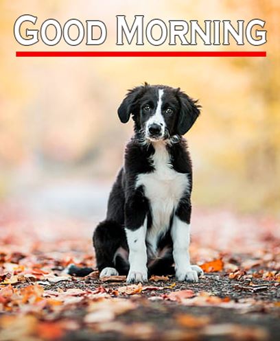 Good Morning Images Photo Pic HD Download With puppy wes117