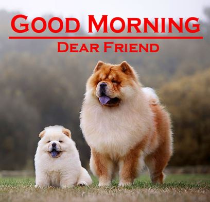 Good Morning Images Photo Pic HD Download With puppy wes119