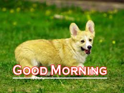 Good Morning Images Photo Pic HD Download With puppy wes120