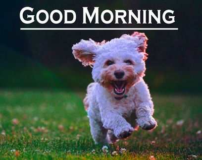 Good Morning Images Photo Pic HD Download With puppy wes121