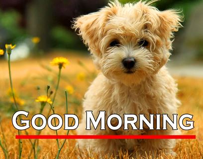 Good Morning Images Photo Pic HD Download With puppy wes122