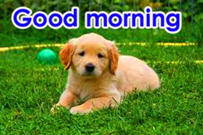 Good Morning Images Photo Pic HD Download With puppy wes123