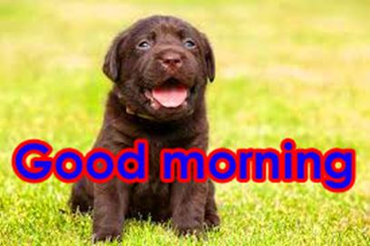 Good Morning Images Photo Pic HD Download With puppy wes125