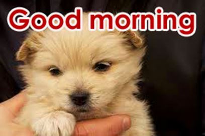 Good Morning Images Photo Pic HD Download With puppy wes130