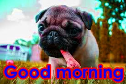 Good Morning Images Photo Pic HD Download With puppy wes131