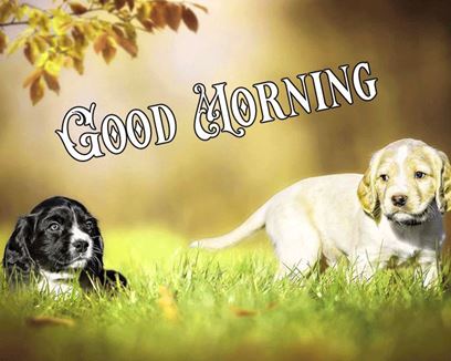 Good Morning Images Photo Pic HD Download With puppy wes132