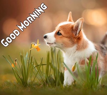 Good Morning Images Photo Pic HD Download With puppy wes15