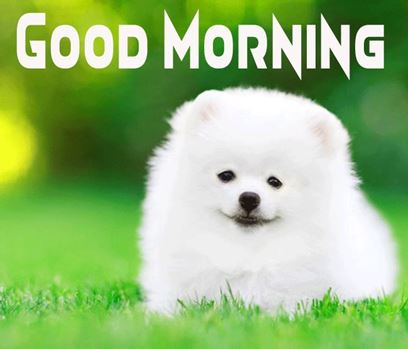 Good Morning Images Photo Pic HD Download With puppy wes18