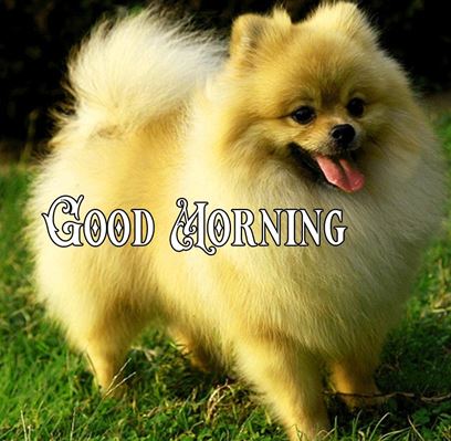 Good Morning Images Photo Pic HD Download With puppy wes21