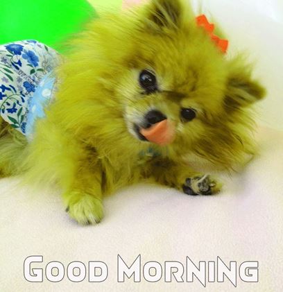 Good Morning Images Photo Pic HD Download With puppy wes22