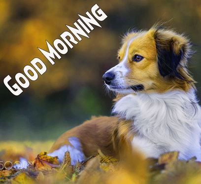Good Morning Images Photo Pic HD Download With puppy wes24