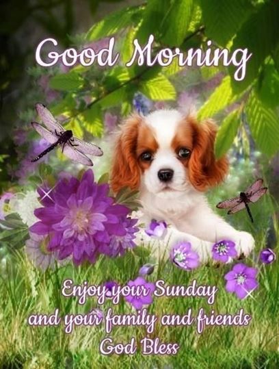 Good Morning Images Photo Pic HD Download With puppy wes27