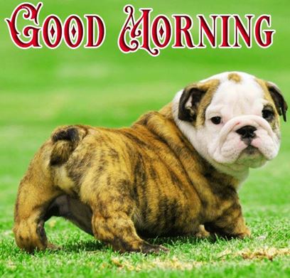 Good Morning Images Photo Pic HD Download With puppy wes29